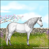 Horse Color:Gray White Spotted Liver Chestnut 