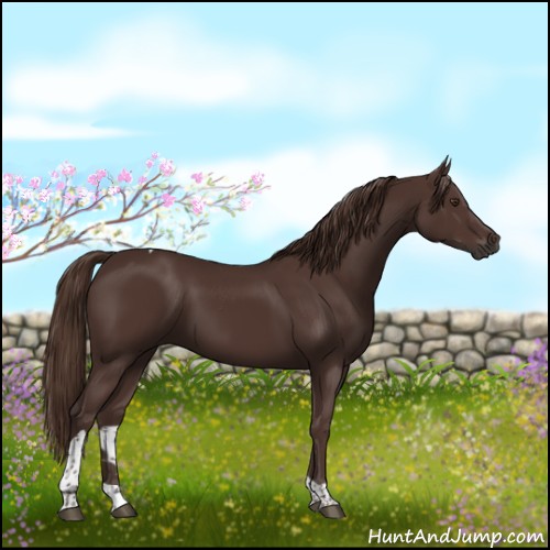 Horse Color:Liver Chestnut Tobiano