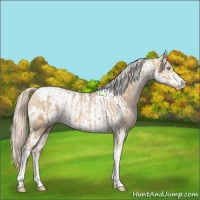 Horse Color:Chocolate Palomino Pearl Tobiano Frame  and Gold Cream Champagne Pearl Tobiano Frame 