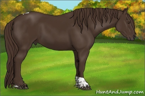 Horse Color:Liver Chestnut Tobiano