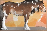 Horse Color:White Spotted Liver Chestnut 