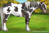 Horse Color:White Spotted Liver Chestnut 