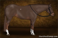 Horse Color:Liver Chestnut Tobiano