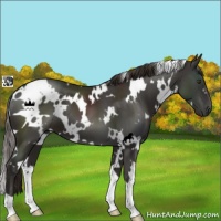 Horse Color:White Spotted Liver Chestnut 