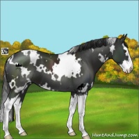 Horse Color:White Spotted Liver Chestnut Splash 