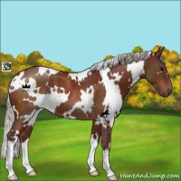 Horse Color:White Spotted Chocolate Silver Bay 