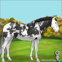 Horse Color:White Spotted Liver Chestnut Splash 