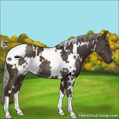 Horse Color:White Spotted Liver Chestnut 
