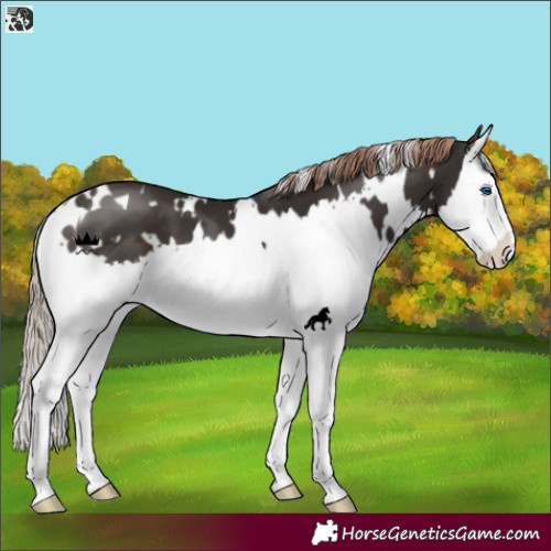 Horse Color:White Spotted Liver Chestnut Splash 