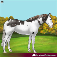 Horse Color:White Spotted Liver Chestnut Splash 