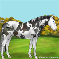Horse Color:White Spotted Liver Chestnut Splash 