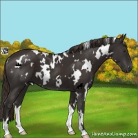 Horse Color:White Spotted Liver Chestnut