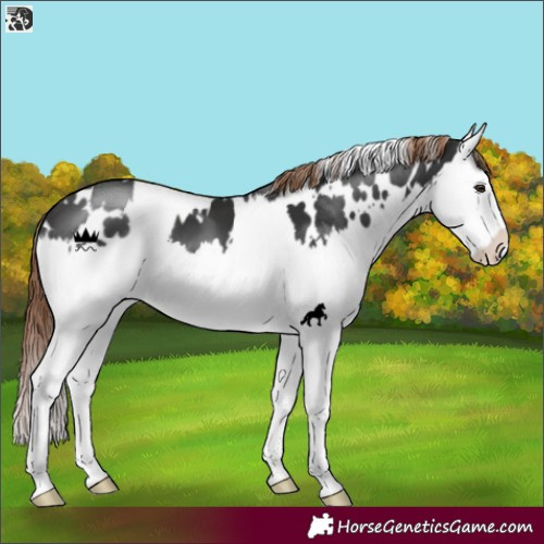 Horse Color:White Spotted Liver Chestnut Splash 