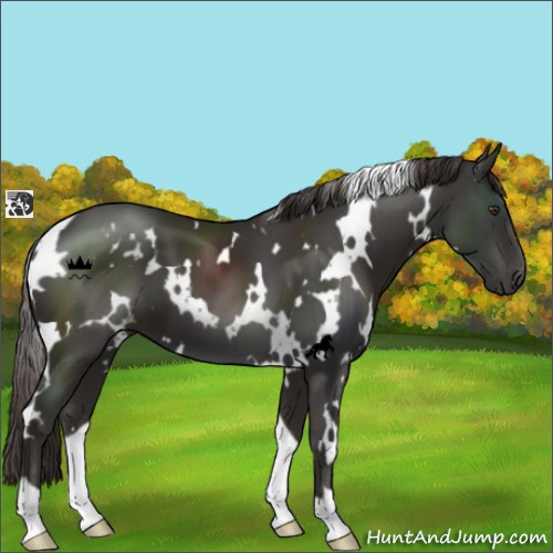 Horse Color:White Spotted Liver Chestnut 