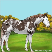 Horse Color:White Spotted Liver Chestnut Splash 