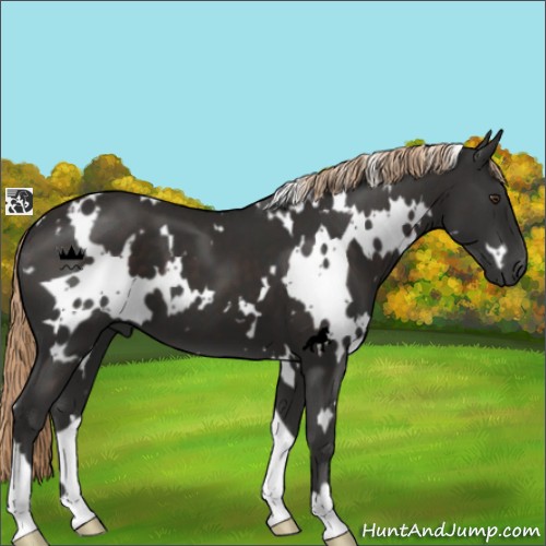 Horse Color:White Spotted Liver Chestnut 