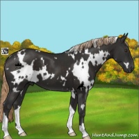 Horse Color:White Spotted Liver Chestnut 