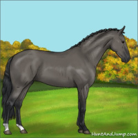 Horse Color:Grullo 