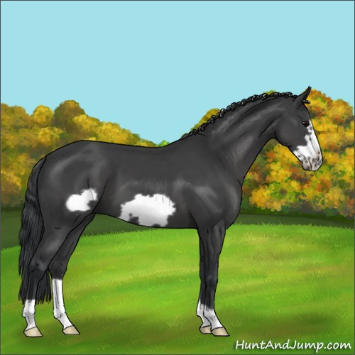 Horse Color:Black Frame 