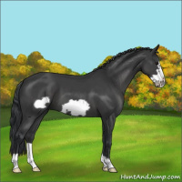 Horse Color:Black Frame 
