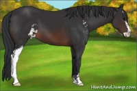 Horse Color:Brown Sabino