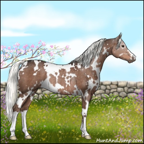 Horse Color:White Spotted Liver Chestnut Rabicano 