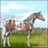 Horse Color:White Spotted Liver Chestnut Rabicano 