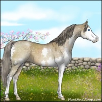 Horse Color:Chocolate Palomino Dun Splash 