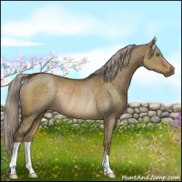 Horse Color:Chocolate Palomino Dun Rabicano