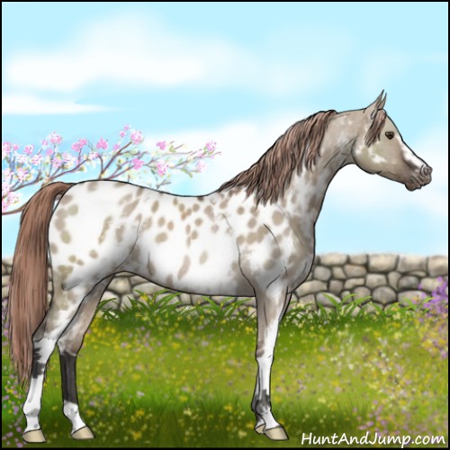 Horse Color:White Spotted Liver Red Dun Appaloosa Rabicano