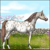 Horse Color:White Spotted Liver Red Dun Appaloosa Rabicano 