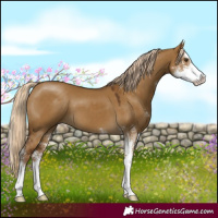 Horse Color:Chocolate Palomino Dun Sabino 