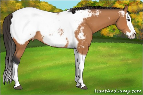 Horse Color:Bay Splash Tobiano Near Fewspot