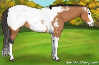 Horse Color:Bay Splash Tobiano Appaloosa