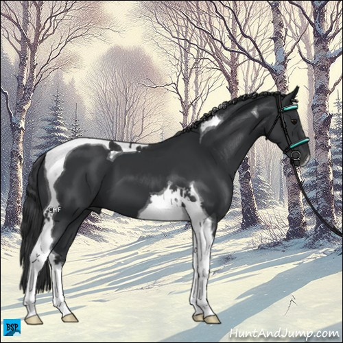Horse Color:Black Tobiano 