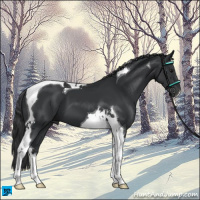 Horse Color:Black Tobiano 