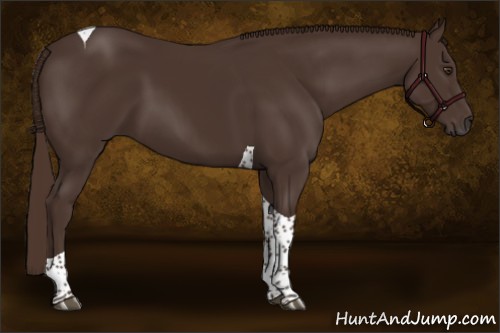 Horse Color:Liver Chestnut Tobiano 