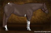 Horse Color:Liver Chestnut Tobiano 