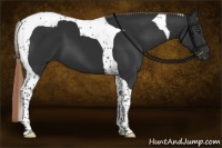 Horse Color:Liver Chestnut Tobiano 