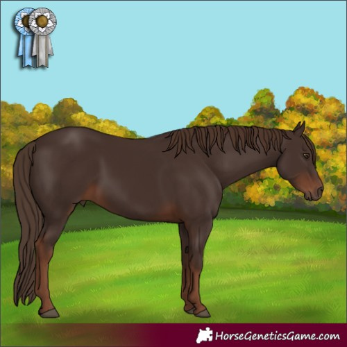 Horse Color:Liver Chestnut 