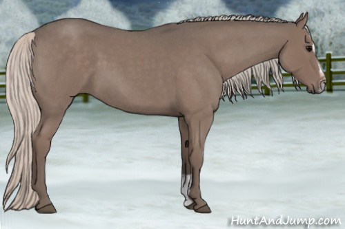 Horse Color:Silver Blue Roan Sabino