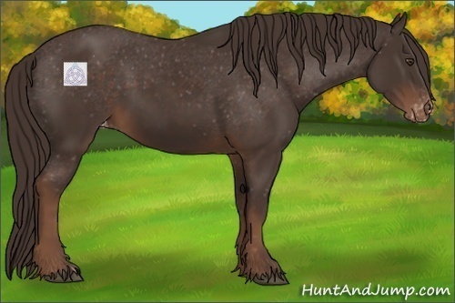 Horse Color:Liver Chestnut Appaloosa 