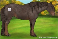 Horse Color:Liver Chestnut Appaloosa 