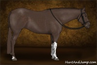 Horse Color:Liver Chestnut Tobiano 