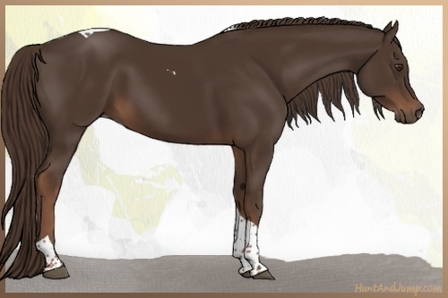Horse Color:Liver Chestnut Tobiano 