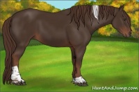 Horse Color:Liver Chestnut Tobiano 