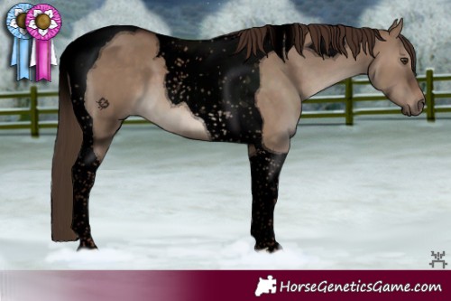 Horse Color:Void Liver Red Dun Tobiano 