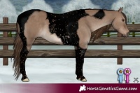 Horse Color:Void Liver Red Dun Tobiano 