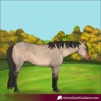 Horse Color:Brown Dun and Bay Dun