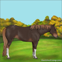 Horse Color:Liver Chestnut Tobiano